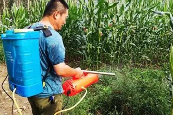 甜糯玉米用哪种除草剂，可使用硝磺草酮