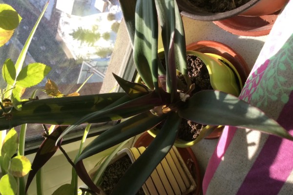 紫背万年青如何扦插，在春秋两季进行扦插