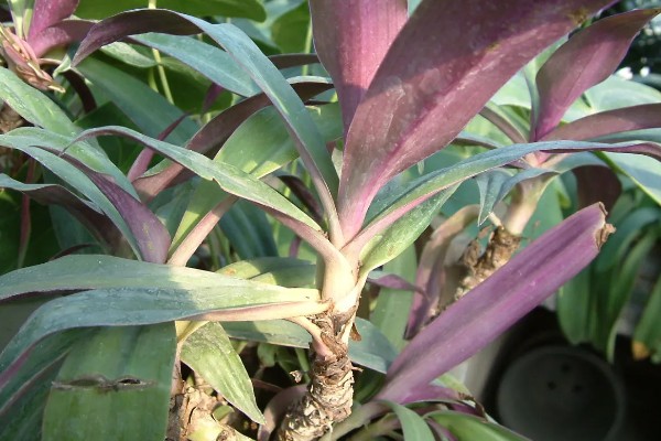 紫背万年青如何扦插，在春秋两季进行扦插