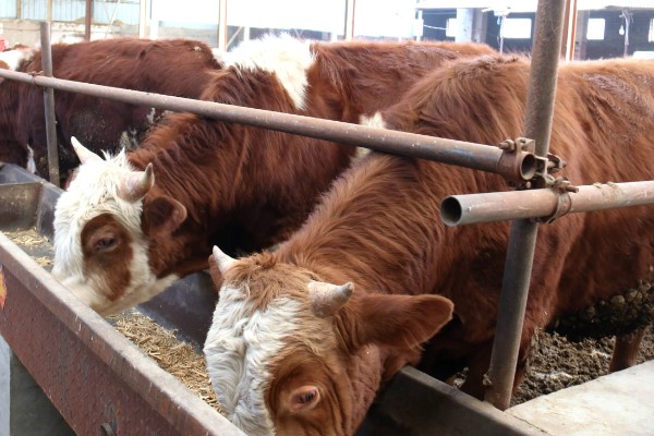 养肉牛的利润和成本，一头牛的纯利润为1180元左右