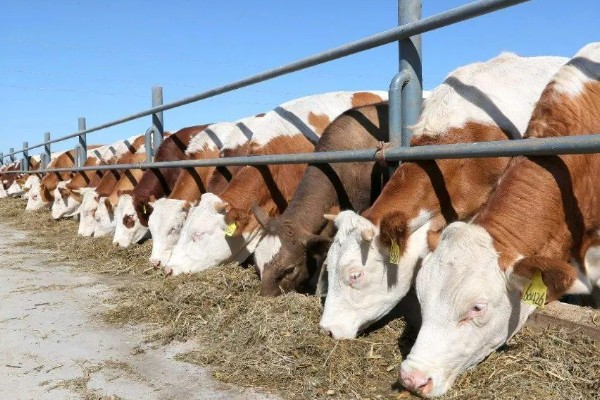 养肉牛的利润和成本，一头牛的纯利润为1180元左右