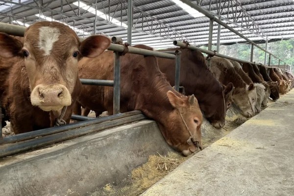 养肉牛的利润和成本，一头牛的纯利润为1180元左右