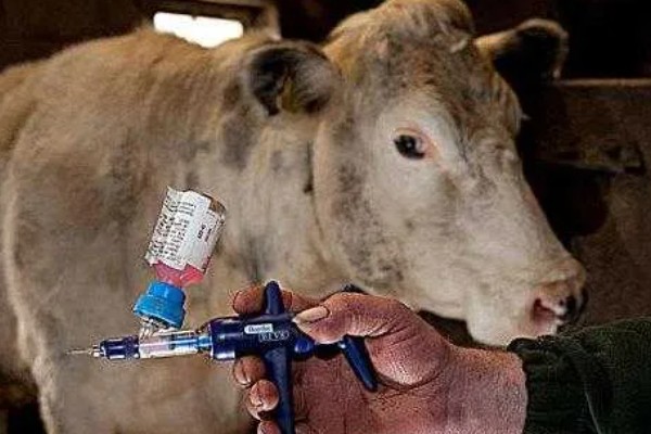 养肉牛的利润和成本，一头牛的纯利润为1180元左右