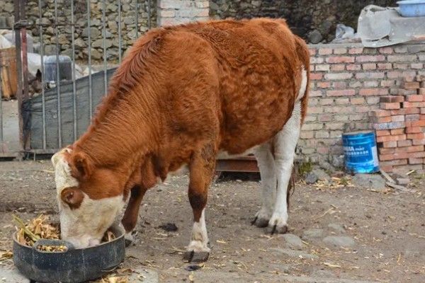 养肉牛的利润和成本，一头牛的纯利润为1180元左右
