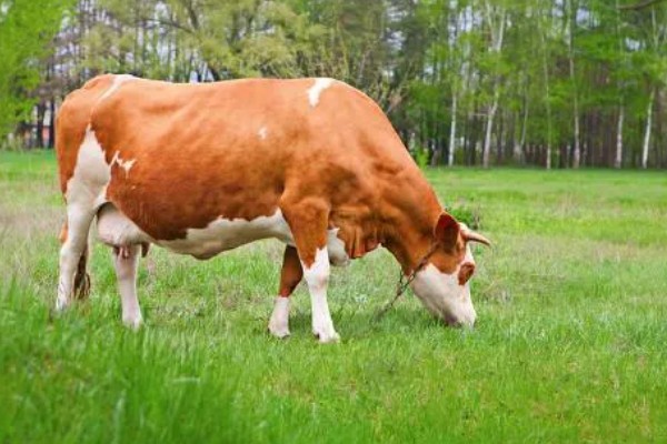 养肉牛的利润和成本，一头牛的纯利润为1180元左右