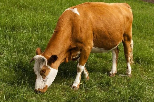 养肉牛的利润和成本，一头牛的纯利润为1180元左右