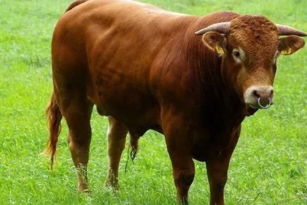 养肉牛的利润和成本，一头牛的纯利润为1180元左右