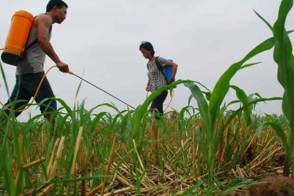 甜糯玉米用哪种除草剂，可使用硝磺草酮