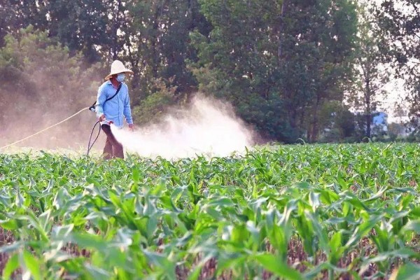 甜糯玉米用哪种除草剂，可使用硝磺草酮