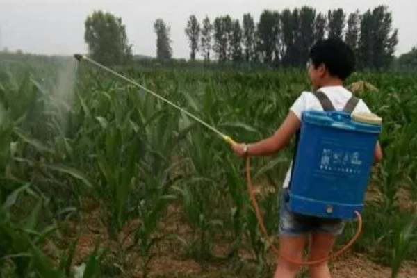 甜糯玉米用哪种除草剂，可使用硝磺草酮