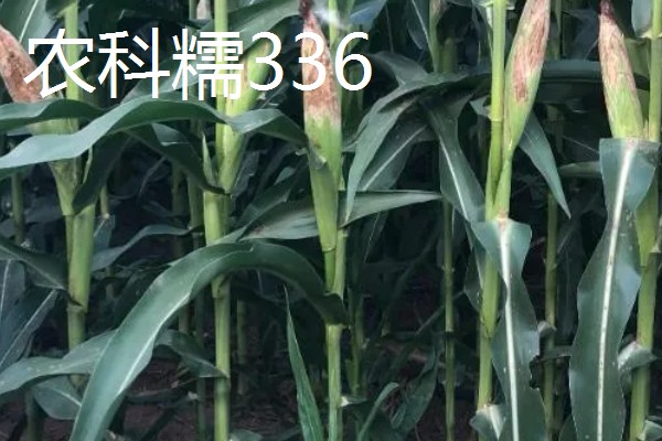 甜糯玉米用哪种除草剂，可使用硝磺草酮