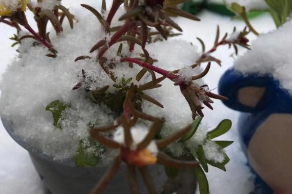 太阳花冻死了明年还能活吗，取决于地下根系的情况