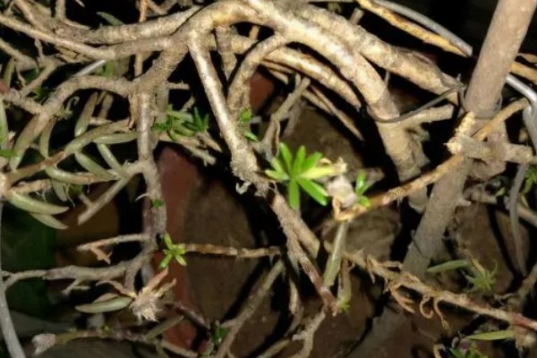 太阳花冻死了明年还能活吗，取决于地下根系的情况