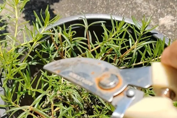 太阳花冻死了明年还能活吗，取决于地下根系的情况