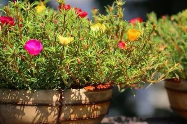 太阳花冻死了明年还能活吗，取决于地下根系的情况