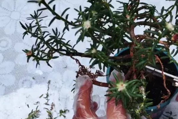 太阳花冻死了明年还能活吗，取决于地下根系的情况