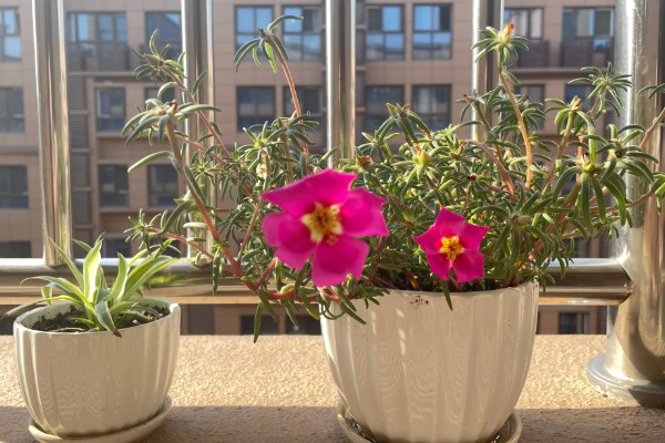 太阳花冻死了明年还能活吗，取决于地下根系的情况