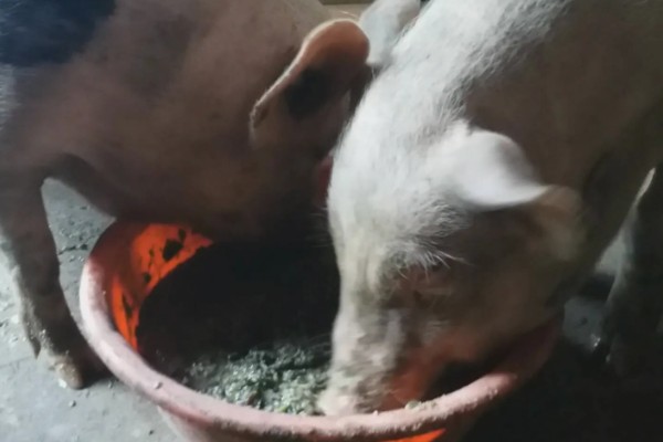 金霉素长期用有没有副作用，长期使用会有副作用