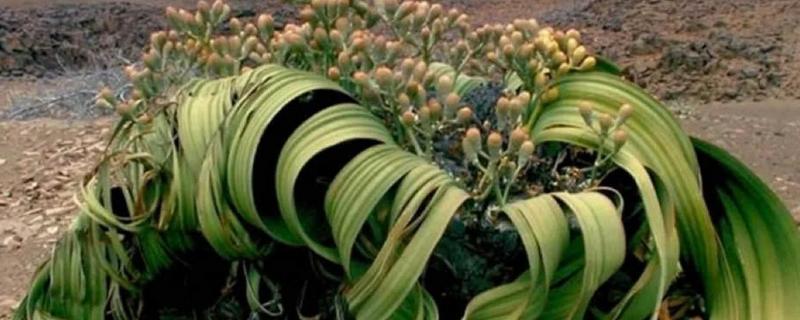 什么植物的叶子有超级寿星之称，是指百岁兰