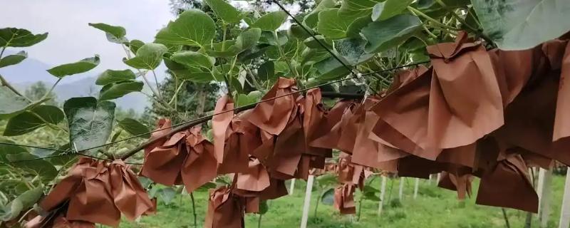 多雨时节怎么管理猕猴桃，把位置不当或密集的芽抹除