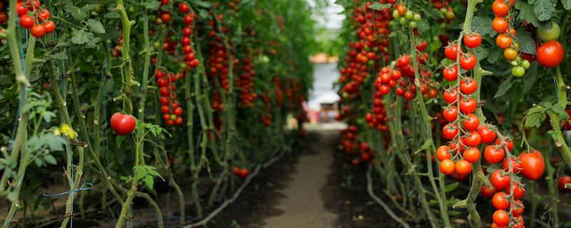 西红柿缺少氮磷钾的后果，缺氮会导致叶脉由黄绿色变为深紫色