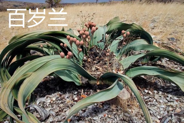 什么植物的叶子有超级寿星之称，是指百岁兰