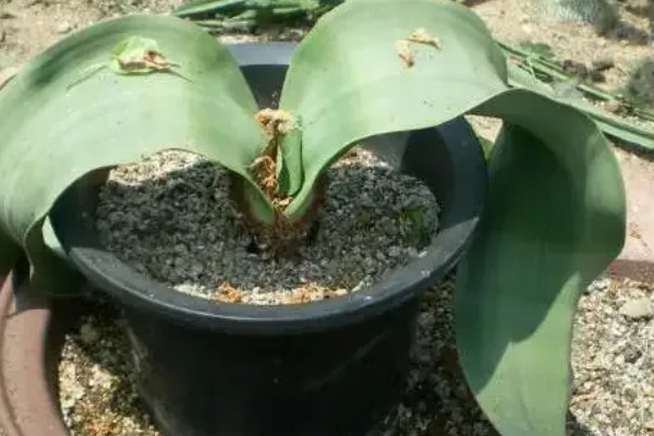 什么植物的叶子有超级寿星之称，是指百岁兰