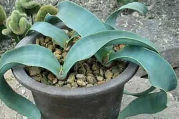 什么植物的叶子有超级寿星之称，是指百岁兰