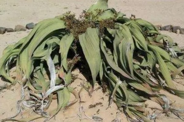 什么植物的叶子有超级寿星之称，是指百岁兰