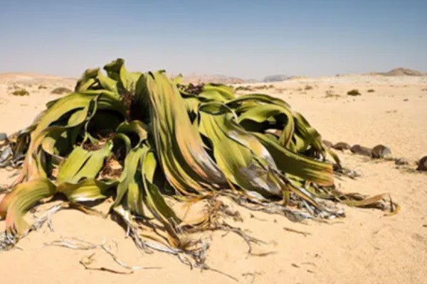 什么植物的叶子有超级寿星之称，是指百岁兰