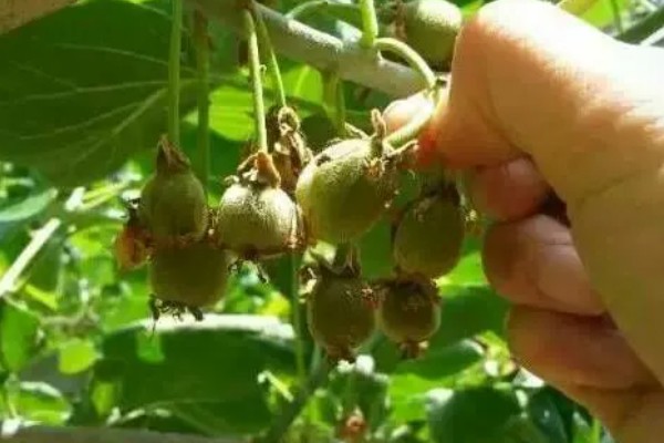 多雨时节怎么管理猕猴桃，把位置不当或密集的芽抹除