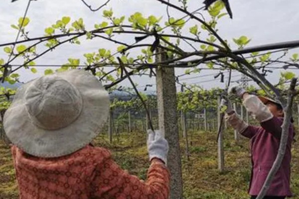 多雨时节怎么管理猕猴桃，把位置不当或密集的芽抹除