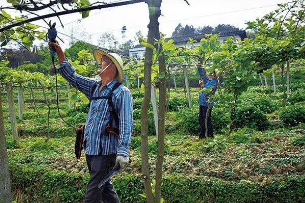 多雨时节怎么管理猕猴桃，把位置不当或密集的芽抹除