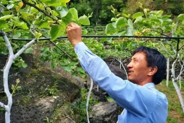 多雨时节怎么管理猕猴桃，把位置不当或密集的芽抹除