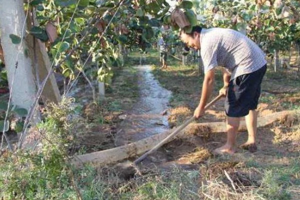 多雨时节怎么管理猕猴桃，把位置不当或密集的芽抹除