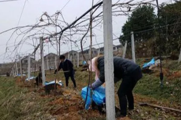 多雨时节怎么管理猕猴桃，把位置不当或密集的芽抹除