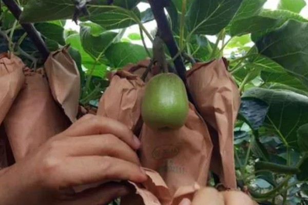 多雨时节怎么管理猕猴桃，把位置不当或密集的芽抹除