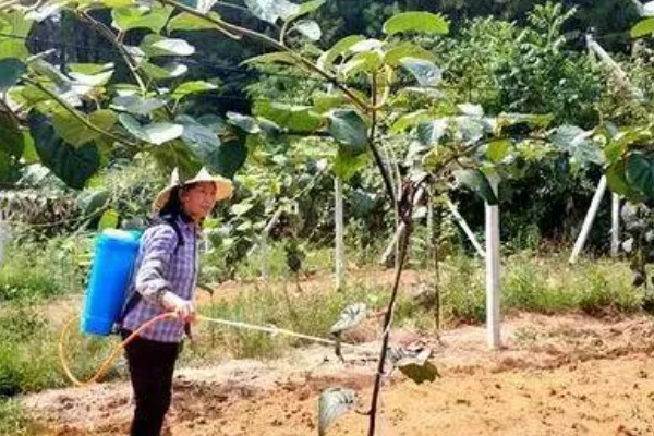 多雨时节怎么管理猕猴桃，把位置不当或密集的芽抹除
