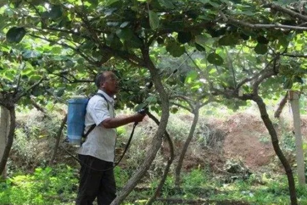 多雨时节怎么管理猕猴桃，把位置不当或密集的芽抹除