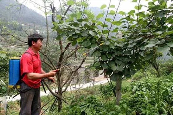 多雨时节怎么管理猕猴桃，把位置不当或密集的芽抹除