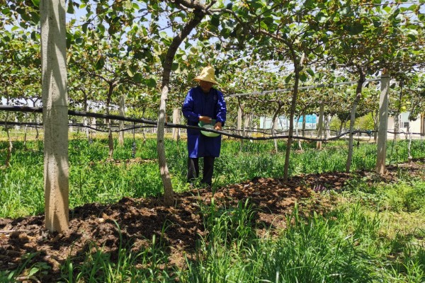 多雨时节怎么管理猕猴桃，把位置不当或密集的芽抹除
