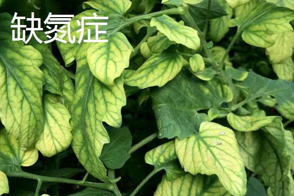 西红柿缺少氮磷钾的后果，缺氮会导致叶脉由黄绿色变为深紫色