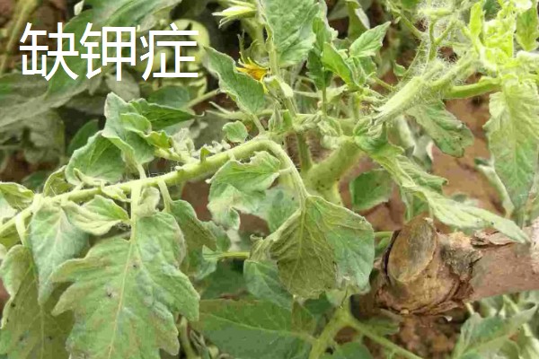 西红柿缺少氮磷钾的后果，缺氮会导致叶脉由黄绿色变为深紫色