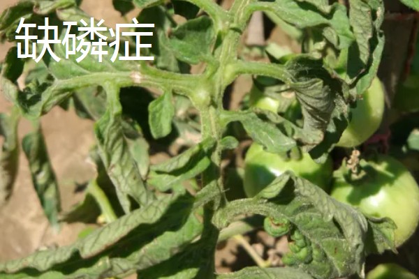 西红柿缺少氮磷钾的后果，缺氮会导致叶脉由黄绿色变为深紫色