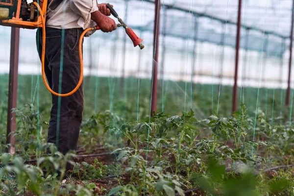 西红柿缺少氮磷钾的后果，缺氮会导致叶脉由黄绿色变为深紫色