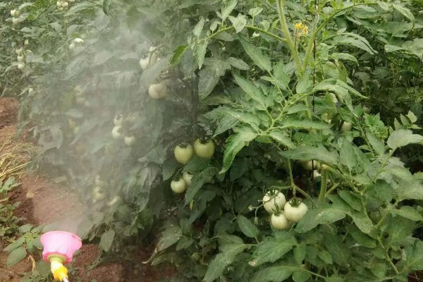 西红柿缺少氮磷钾的后果，缺氮会导致叶脉由黄绿色变为深紫色