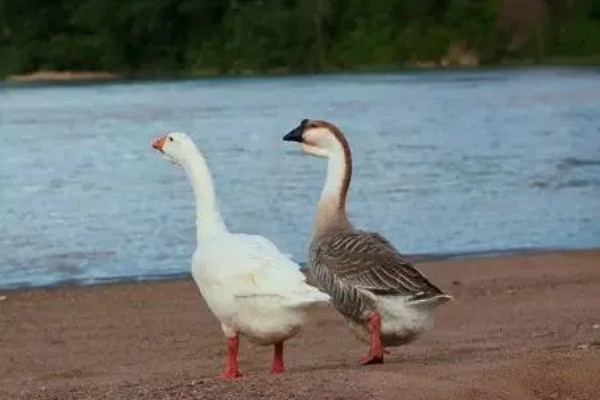 公鹅会不会下蛋，公鹅不会下蛋