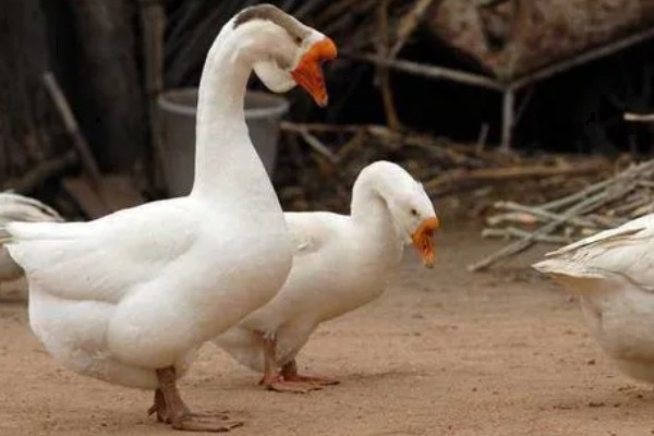 公鹅会不会下蛋，公鹅不会下蛋