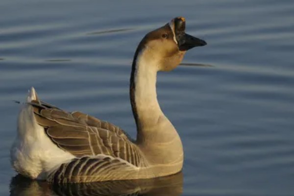 公鹅会不会下蛋，公鹅不会下蛋