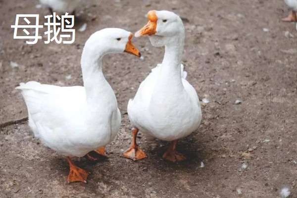 公鹅会不会下蛋，公鹅不会下蛋